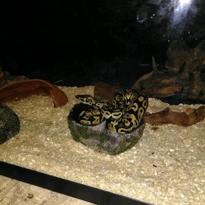 Meet your Posher, Nely